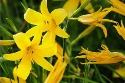 四川大山适合种什么药草,四川农村山上种什么药材最好