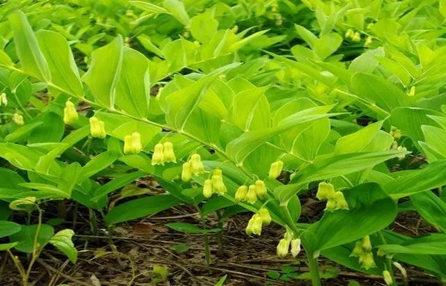 四川大山适合种什么药草,四川农村山上种什么药材最好