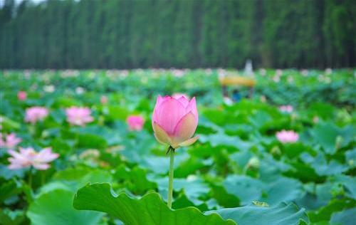 我叫佛山，我家“五美”私房照首次曝光，看看你最中意哪一款？