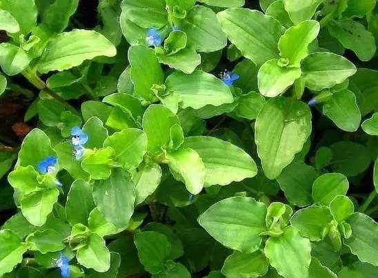 四川大山适合种什么药草,四川农村山上种什么药材最好