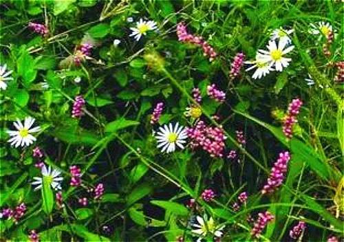 四川大山适合种什么药草,四川农村山上种什么药材最好