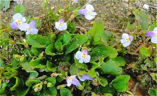 四川大山适合种什么药草,四川农村山上种什么药材最好