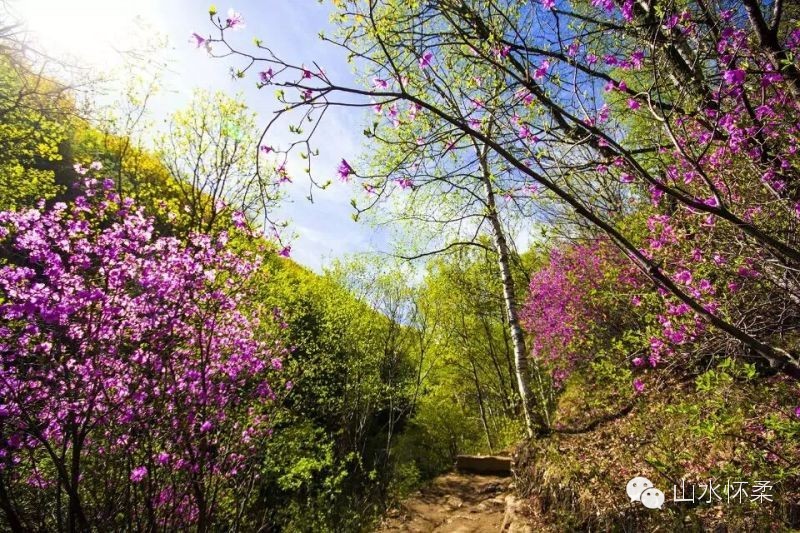 与花相约完整版,与花相约