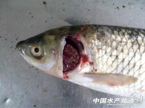 鱼病发病期,治疗鱼病的药物