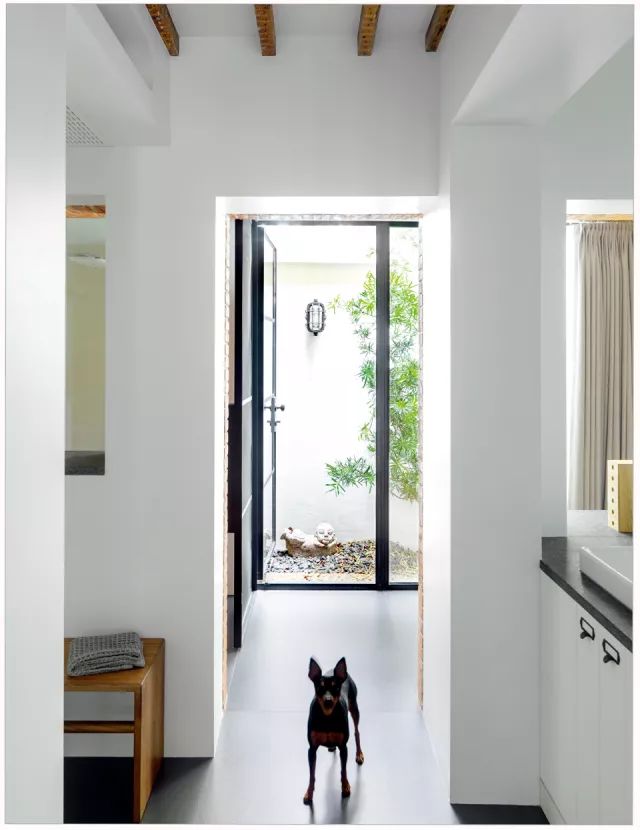 狗年除夕夜|那些上过《安邸AD》的狗朋友们怎么样了?