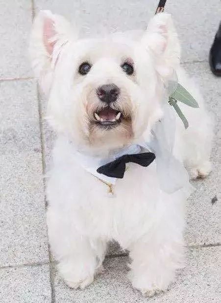 狗年除夕夜|那些上过《安邸AD》的狗朋友们怎么样了?