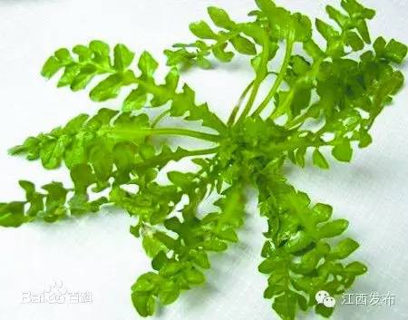 冰河开化狗熊撒欢,冰河解冻万物复苏狗熊撒欢原声