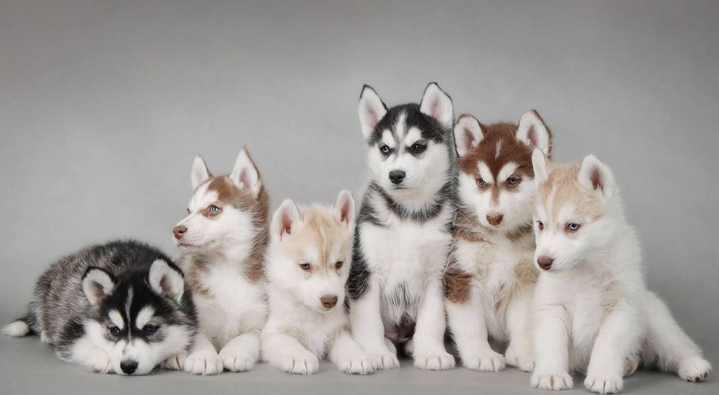 灰太狼与他亲戚们的故事,流浪狗与灰太狼的关系