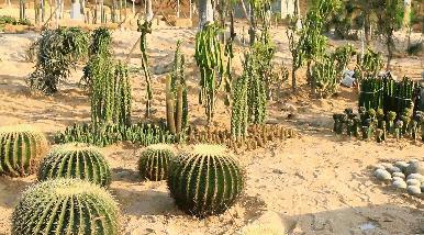 美翻了！春节不用出东莞，这个植物宝库带你游世界！现在就可去体验