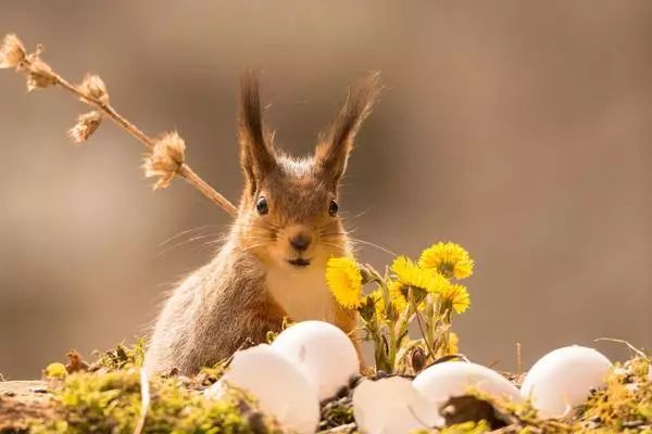被宠物抓伤咬伤后怎么处理,被宠物抓伤或咬伤该怎么办