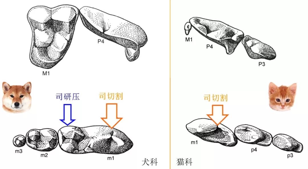 灰太狼与他亲戚们的故事,流浪狗与灰太狼的关系