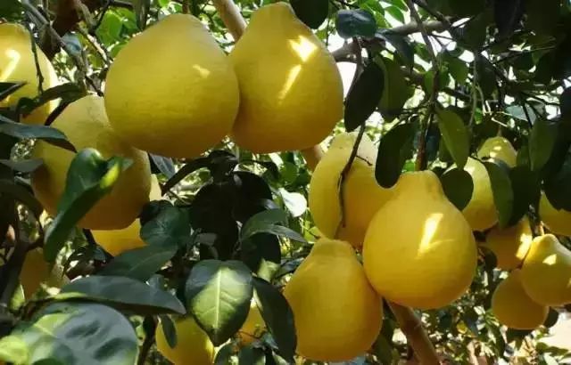 广西特产回家必买清单,广西南宁特产有哪些方便带回家