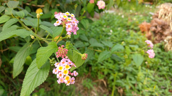 文本直送科技新闻:宏达电旗舰智慧型手机「HTC10」崭新体验，十分完美！