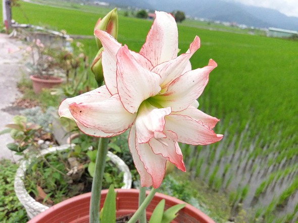 文本直送科技新闻:宏达电旗舰智慧型手机「HTC10」崭新体验，十分完美！