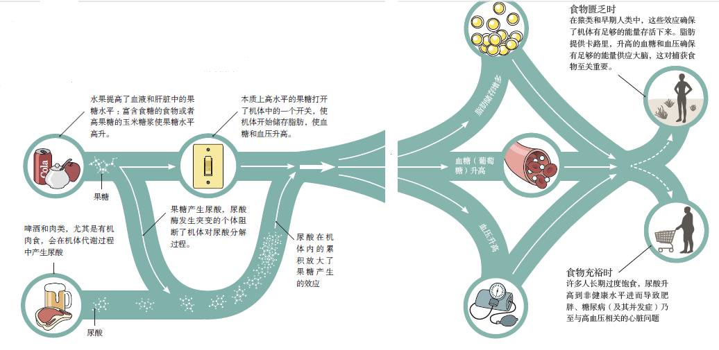 肥胖带来的痛风,肥胖引发的痛风只能靠减重来治疗
