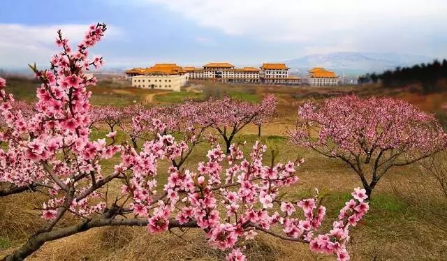 赏花蚌埠,蚌埠春季赏花