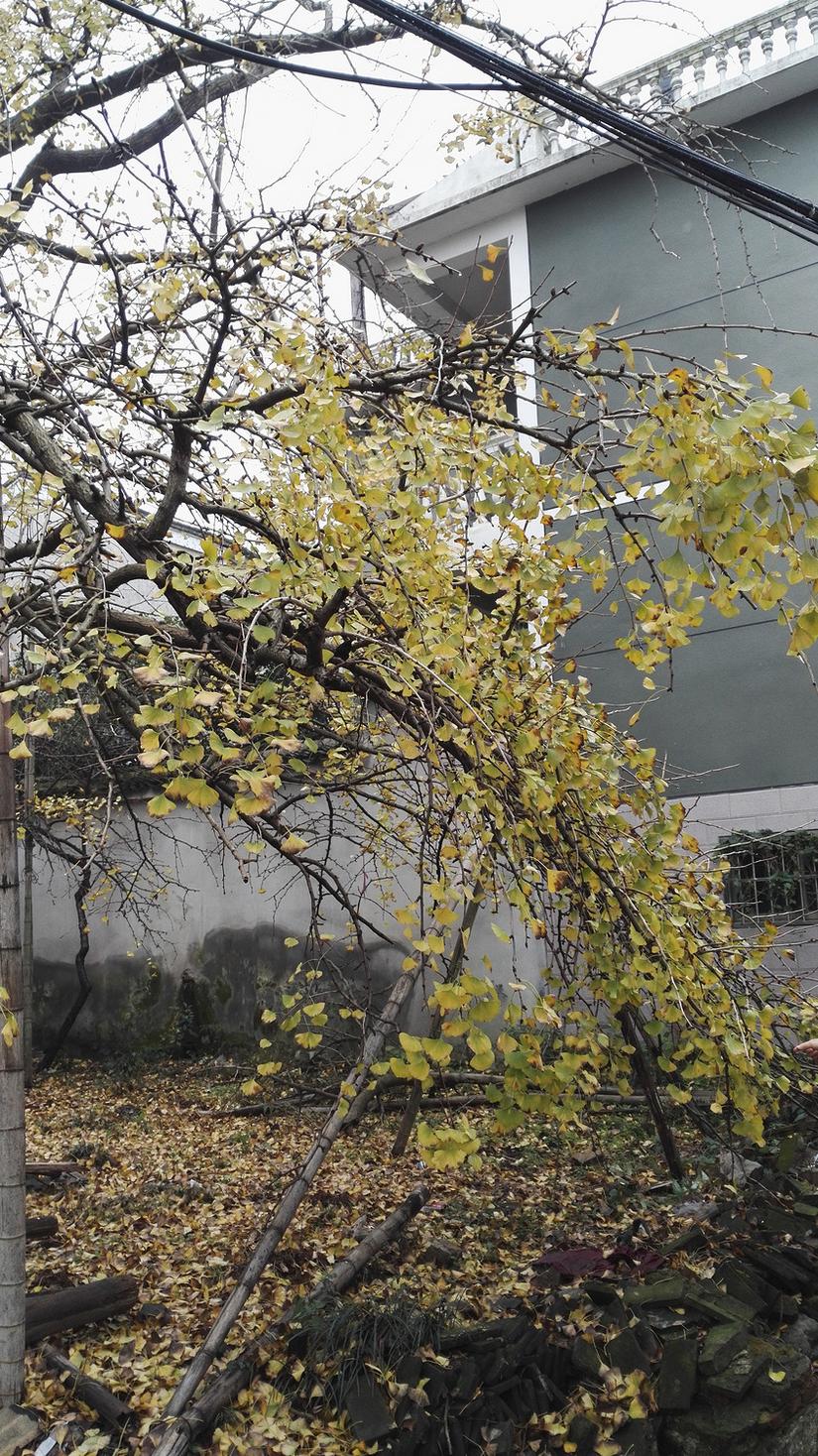 东山哪里的银杏最好看,阳山东山银杏打卡点