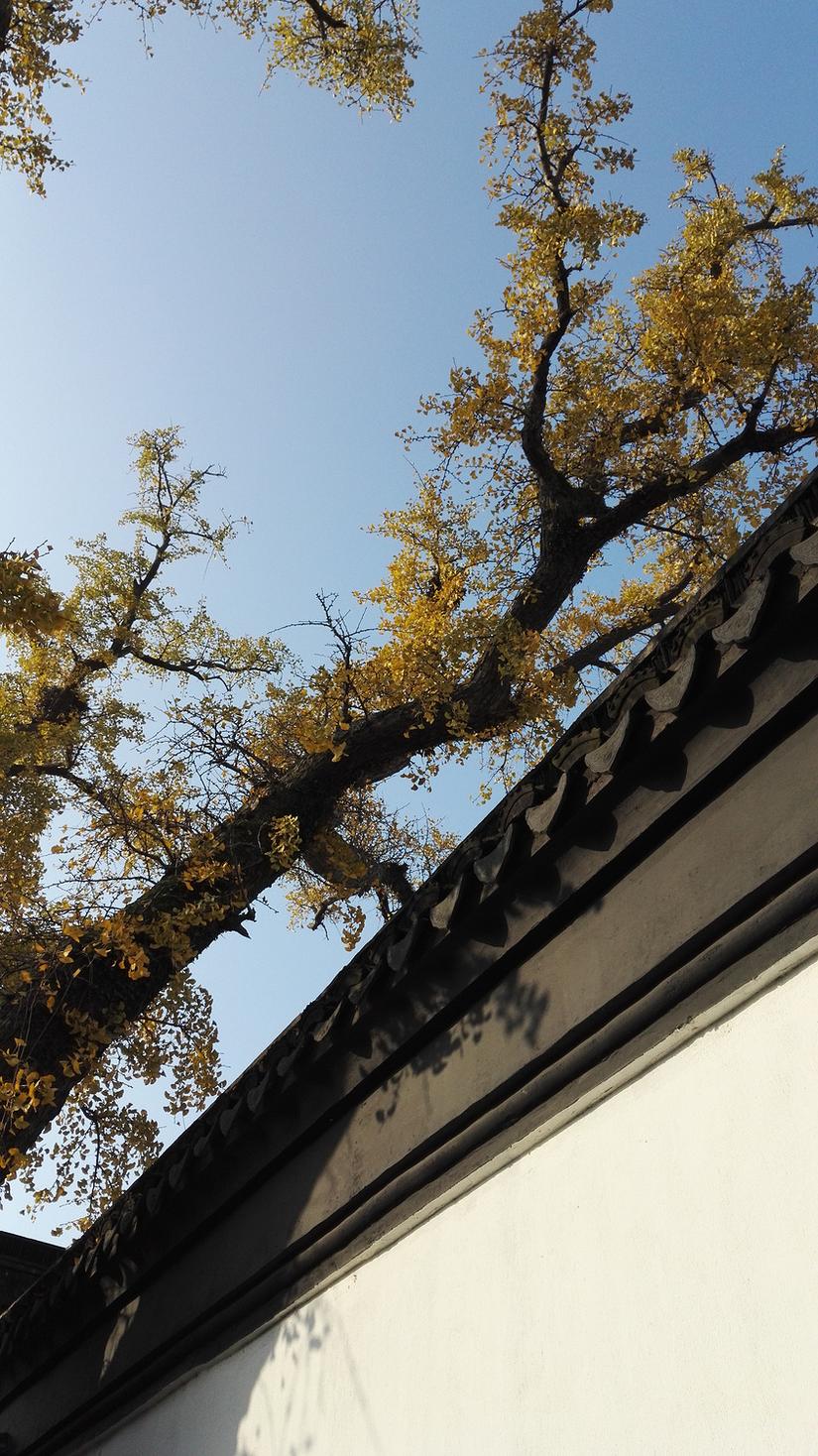 东山哪里的银杏最好看,阳山东山银杏打卡点