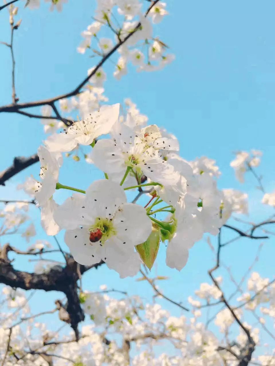 赏花蚌埠,蚌埠春季赏花