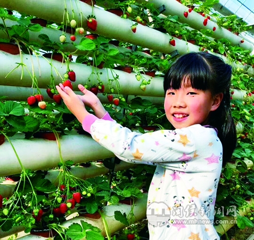 大棚管子种植草莓教程,大棚无土管道草莓种植新技术