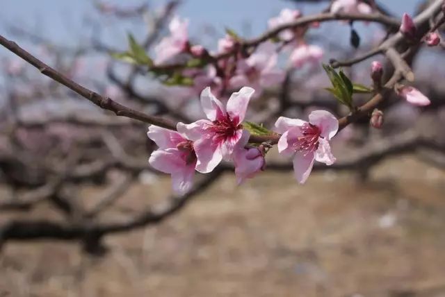 赏花蚌埠,蚌埠春季赏花