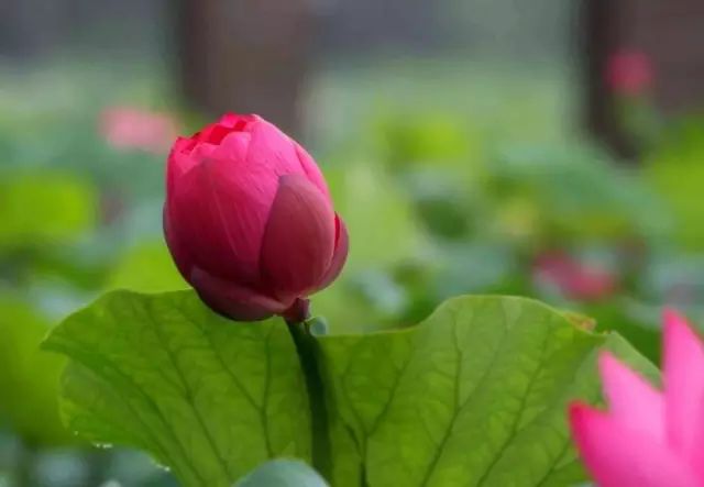 赏花蚌埠,蚌埠春季赏花