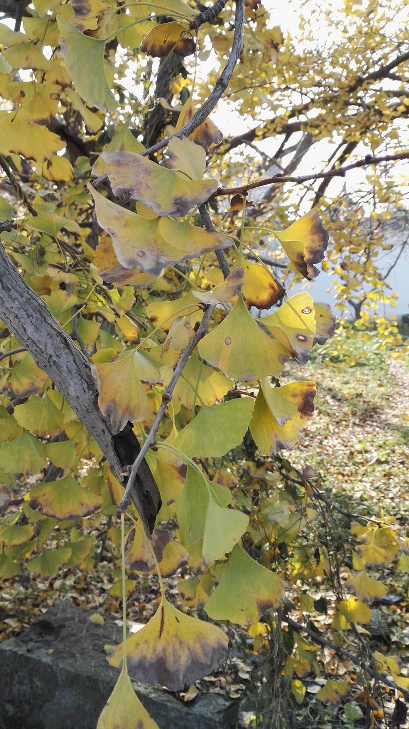 东山哪里的银杏最好看,阳山东山银杏打卡点