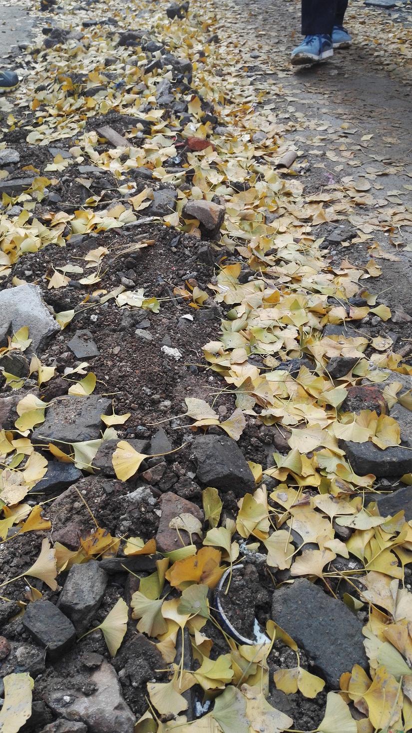 东山哪里的银杏最好看,阳山东山银杏打卡点