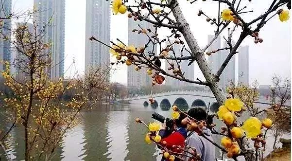 赏花蚌埠,蚌埠春季赏花
