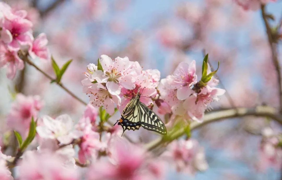 赏花蚌埠,蚌埠春季赏花