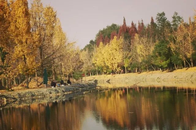 「爱上这座城」满地尽带“黄金甲”的崇州，会是怎样的惊艳？