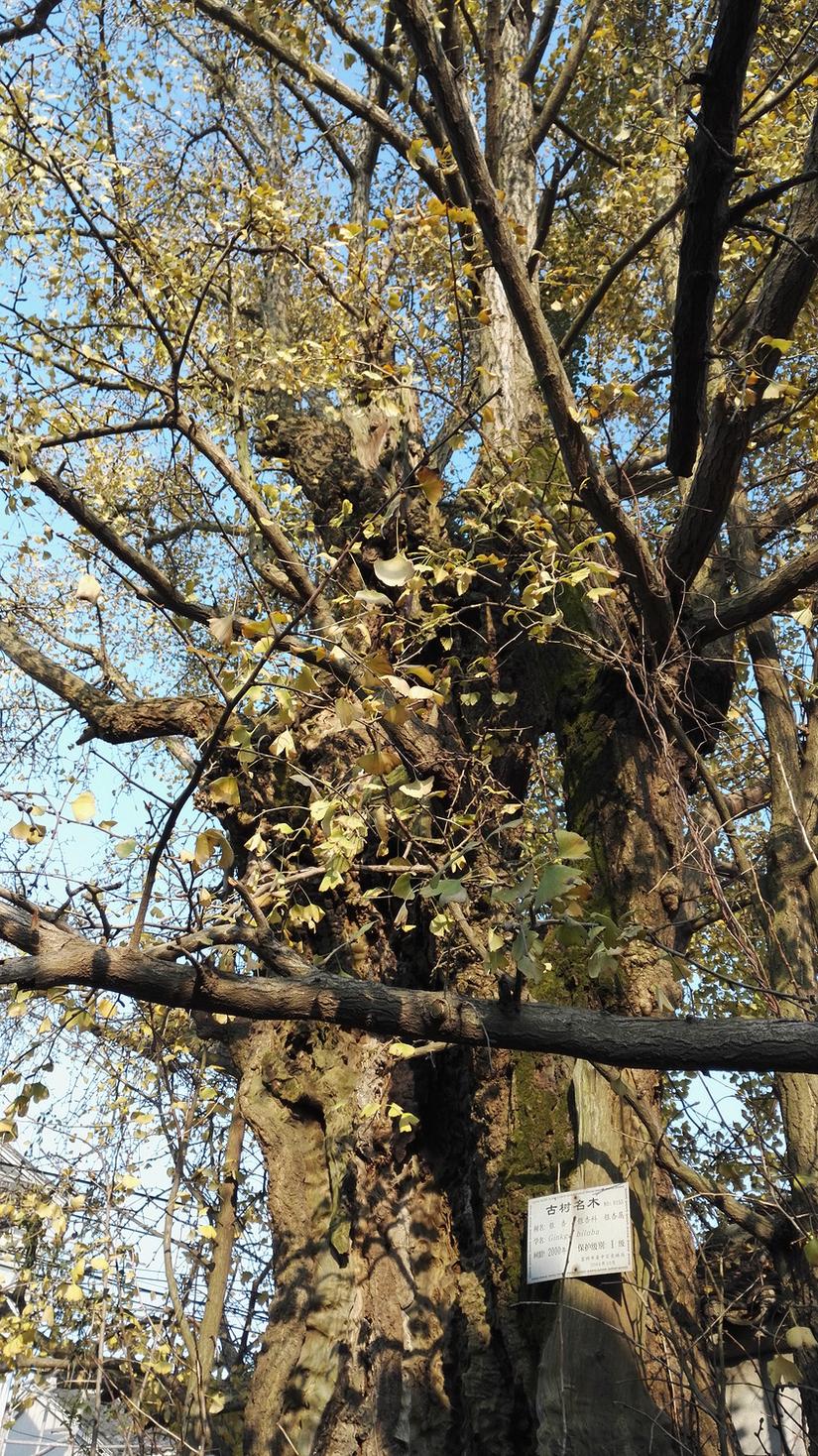 东山哪里的银杏最好看,阳山东山银杏打卡点