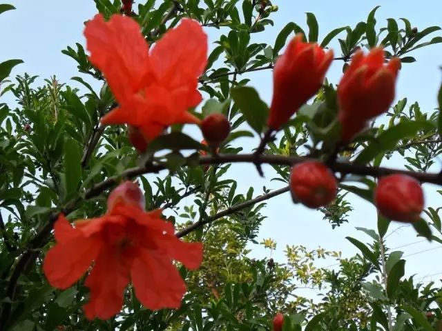 赏花蚌埠,蚌埠春季赏花