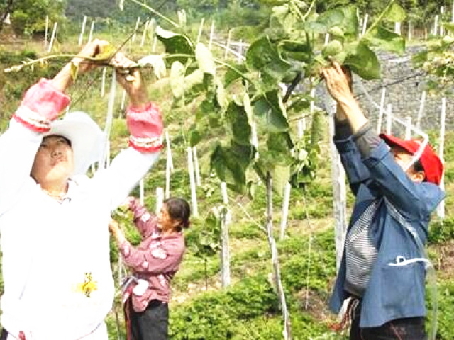 猕猴桃为什么销路难,猕猴桃种植的出路