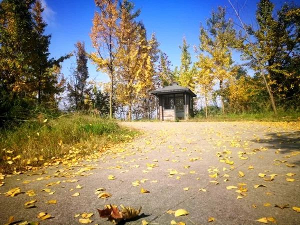 「爱上这座城」满地尽带“黄金甲”的崇州，会是怎样的惊艳？