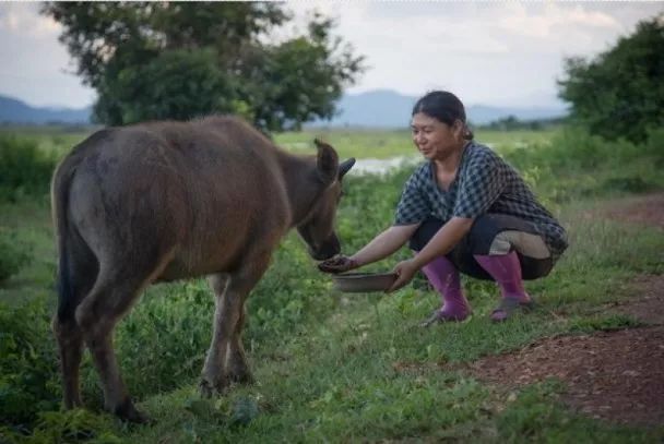 泰国牛屎咖啡好喝吗,泰国进口特浓速溶咖啡