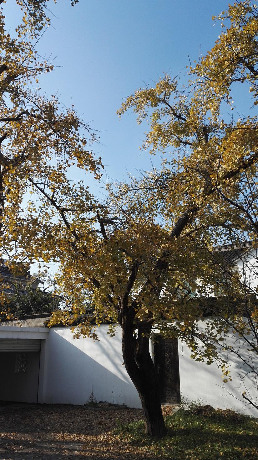 东山哪里的银杏最好看,阳山东山银杏打卡点