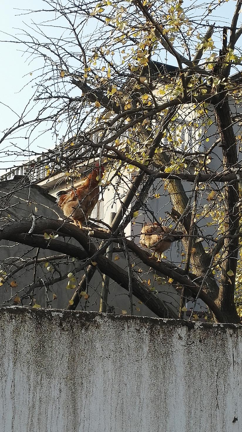 东山哪里的银杏最好看,阳山东山银杏打卡点
