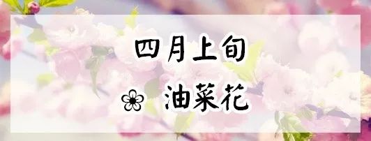 赏花蚌埠,蚌埠春季赏花