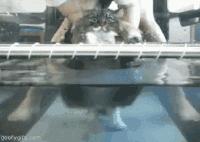 盘点那些怕水的猫咪,盘点那些不怕水的猫咪