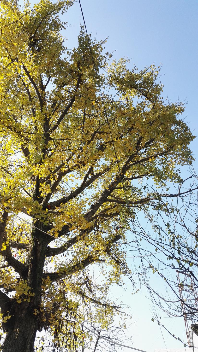 东山哪里的银杏最好看,阳山东山银杏打卡点