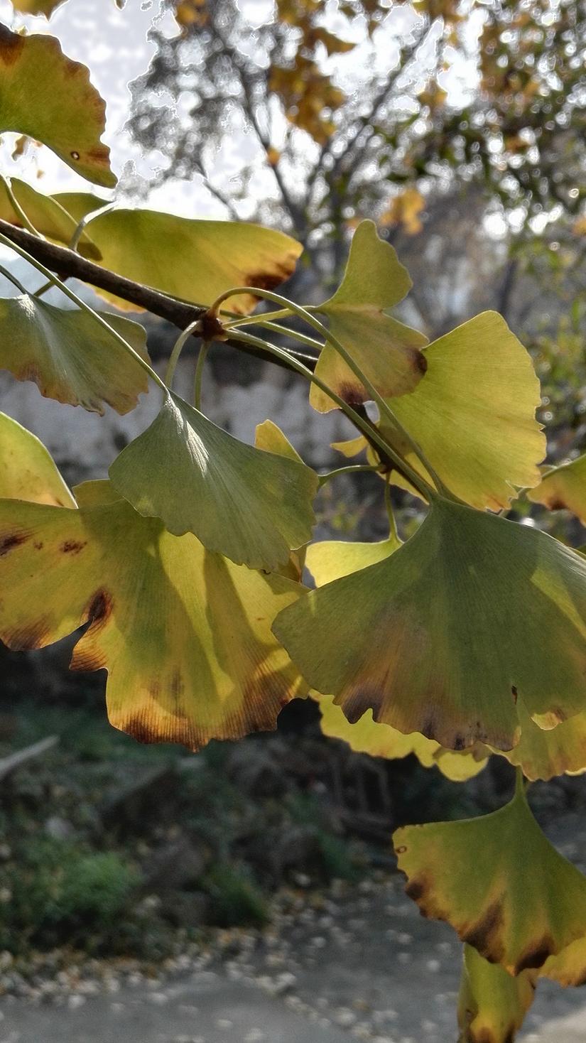 东山哪里的银杏最好看,阳山东山银杏打卡点
