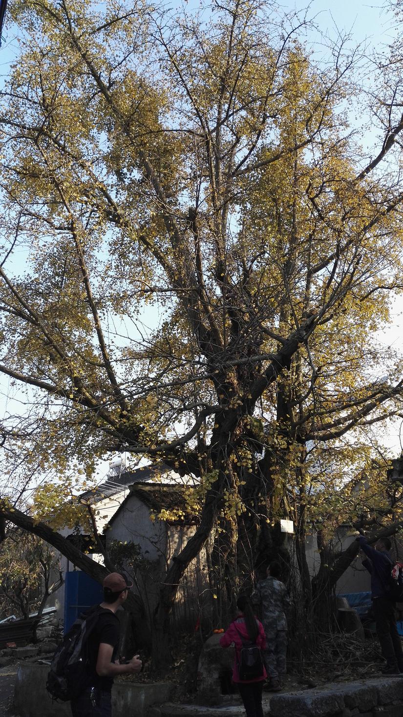 东山哪里的银杏最好看,阳山东山银杏打卡点