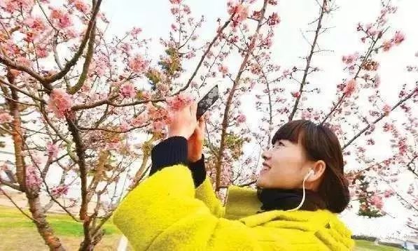 赏花蚌埠,蚌埠春季赏花