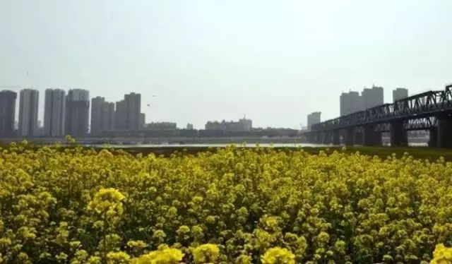 赏花蚌埠,蚌埠春季赏花