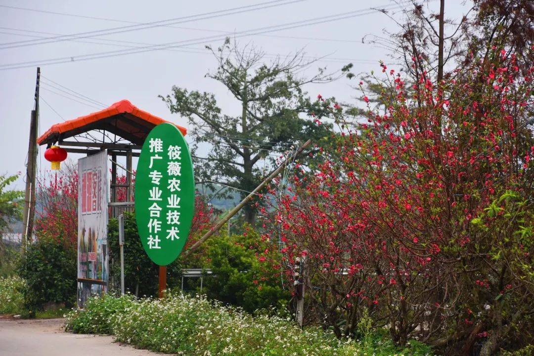 还未脱单?元宵前去东湾村吧,邂逅浪漫!