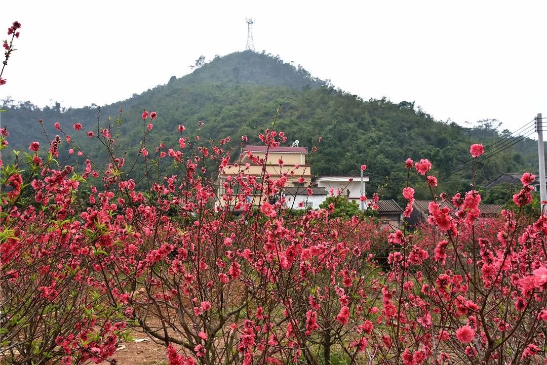 还未脱单?元宵前去东湾村吧,邂逅浪漫!