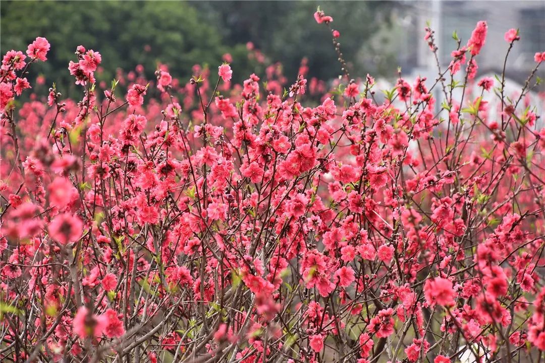 还未脱单?元宵前去东湾村吧,邂逅浪漫!