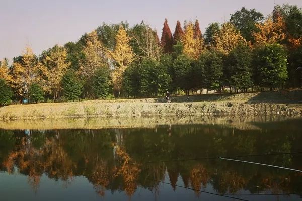 「爱上这座城」满地尽带“黄金甲”的崇州，会是怎样的惊艳？