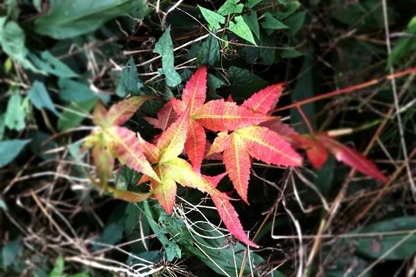 「爱上这座城」满地尽带“黄金甲”的崇州，会是怎样的惊艳？